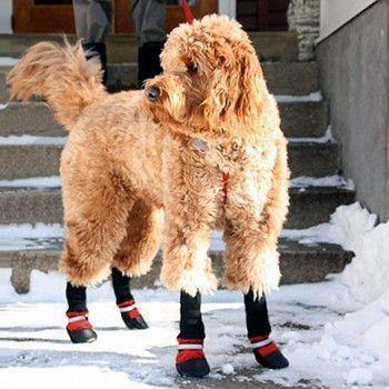 Botas para Animais de Estimação